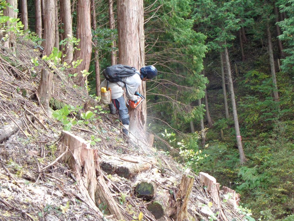 林産事業の様子２伐倒作業