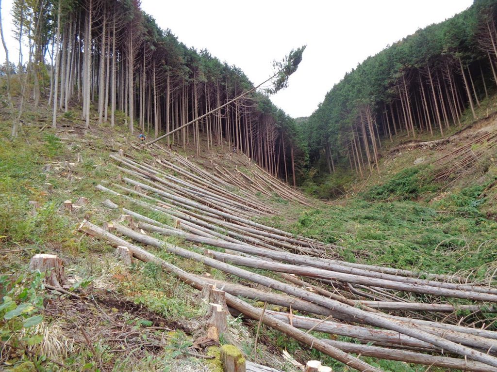 林産事業の様子３伐倒作業